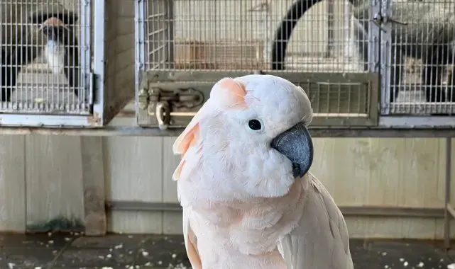 İstanbul Havalimanı'nda bulunan yavru gorilin şüpheli kaçakçısına Tayland'da baskın