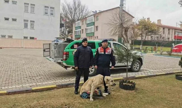 Yozgat Jandarması, yaralı köpek için yürüteç yaptı