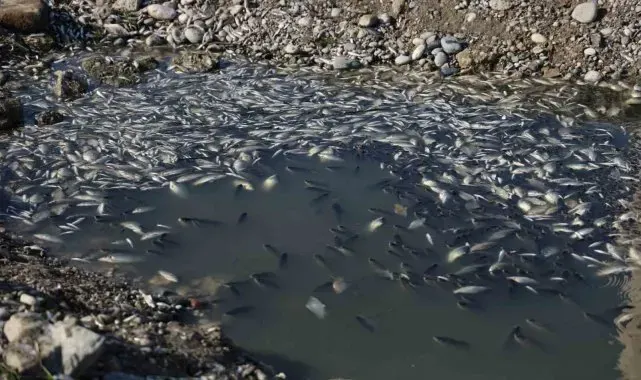 Seyhan Nehri'ne balıklar için can suyu bırakıldı