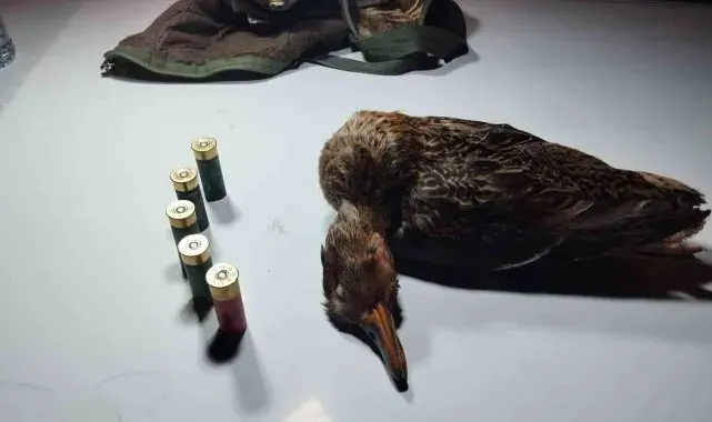 Bartın'da boz ördek vuran avcı ekiplere yakalandı