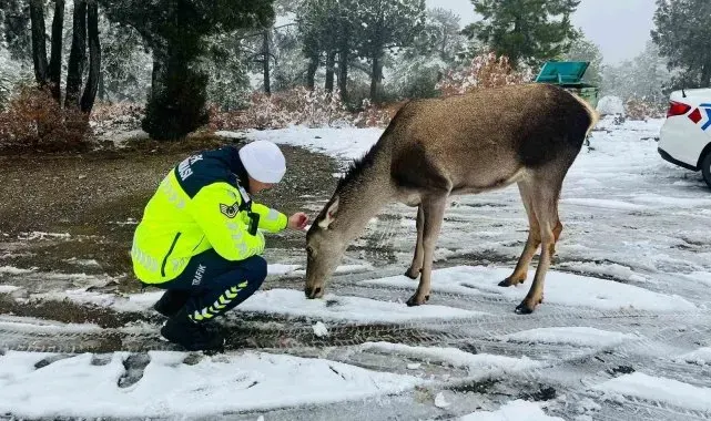 Kızıl geyikten jandarmaya sürpriz ziyaret