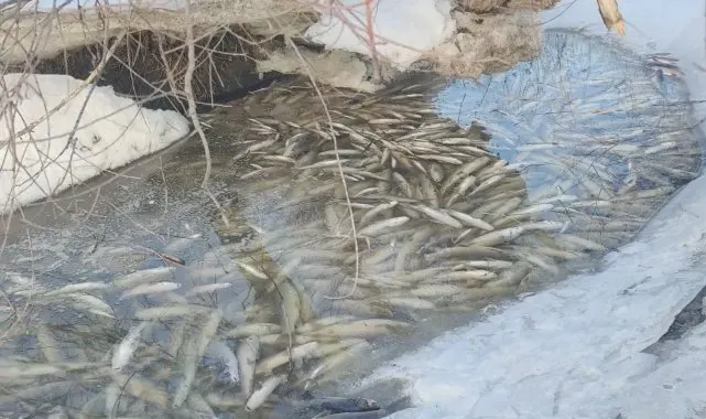 Aşkale'de balık ölümleri