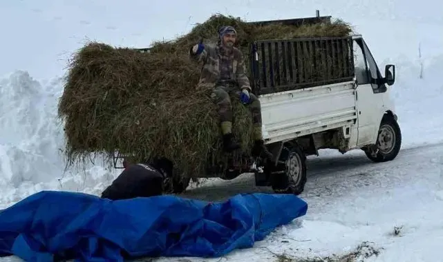Artvin'de zorlu kış şartlarında hayvanlar için ot taşıma mücadelesi