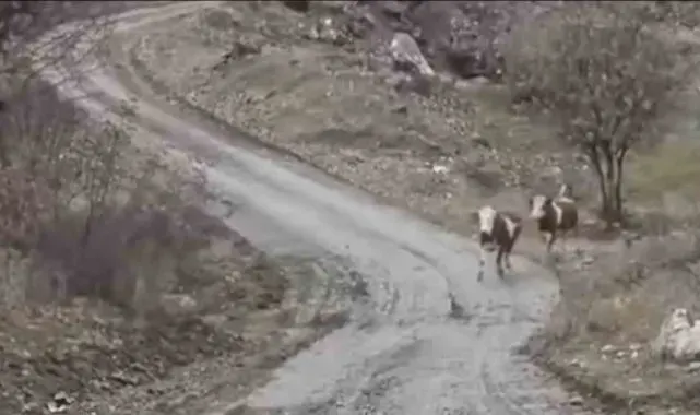 Elazığlı besicinin inekleri ile olan dostluğu gülümsetti: