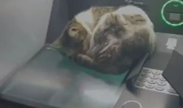 Kedi ATM'de uyudu, vatandaşlar rahatsız etmemek için başka ATM'ye yöneldi