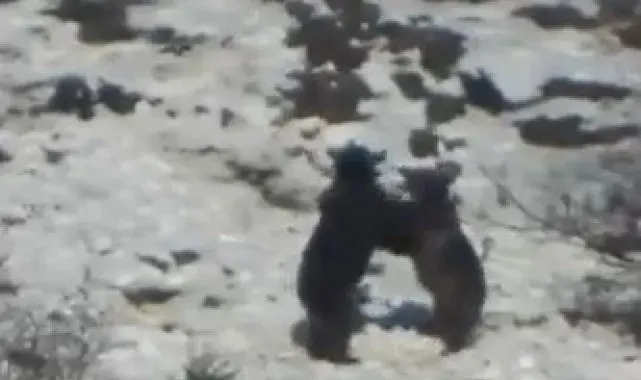 Oyun oynayan iki ayının görüntüsü izleyenleri gülümsetti