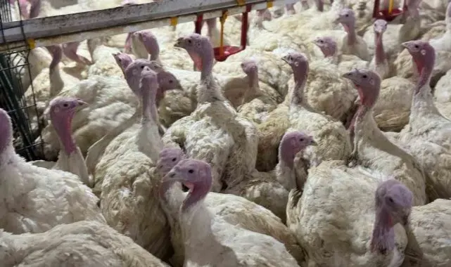 Bu ete her geçen gün rağbet artıyor