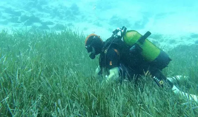 Saros ve Göcek'te deniz çayırları ve mercan habitatlarının korunması çalışmaları devam ediyor