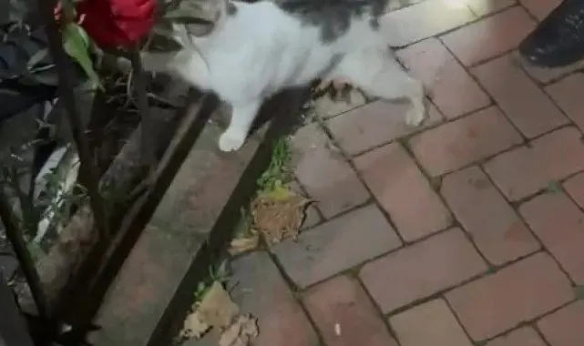 Bir ayda üç kez çaya düşen kedi, kurtarıldıktan sonra patisiyle teşekkür etti