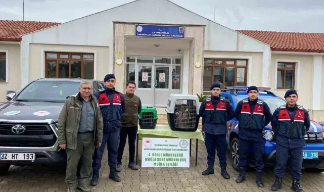 Ula'da ele geçirilen maymunlar doğa korumaya teslim edildi