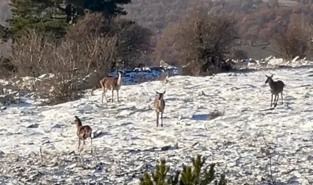Bolu'da yiyecek arayan karaca sürüsü görüntülendi
