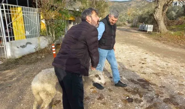 Erdek'te kayalıklarda mahsur kalan koyun kurtarıldı
