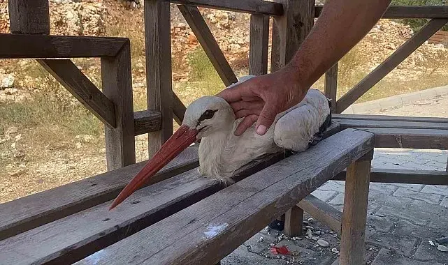 Bitkin düşen leyleğe mahallenin gençleri sahip çıktı