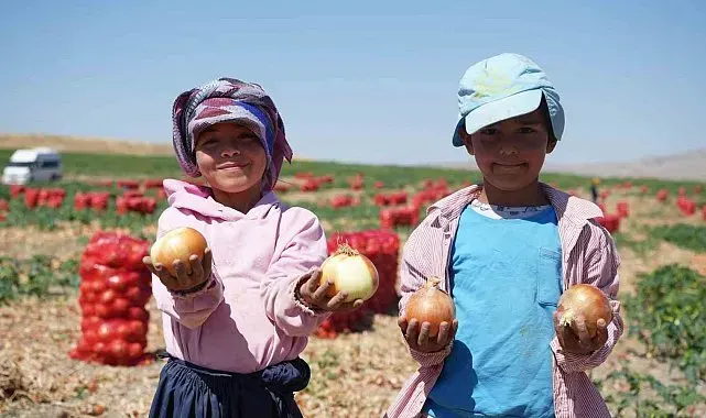 Türkiye'nin soğan ihtiyacını karşılayan tarlalar kırmızıya büründü: Başkent'te 300 kişilik mesai başladı