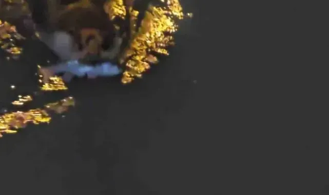 Zonguldak'ta su samuru görüntülendi