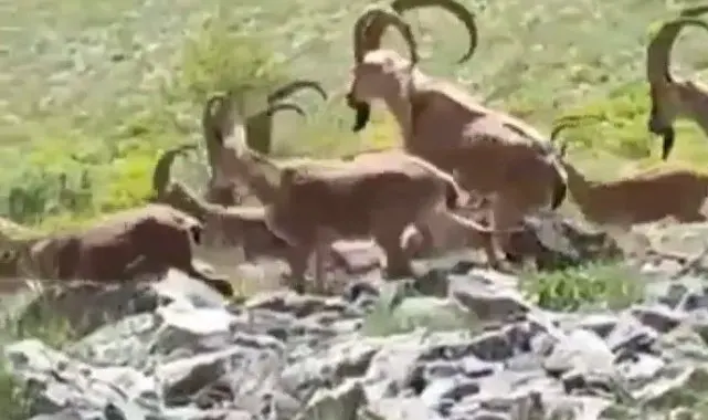 Yaban keçileri kendilerini görüntüleyen vatandaşın kamerasına poz verdi
