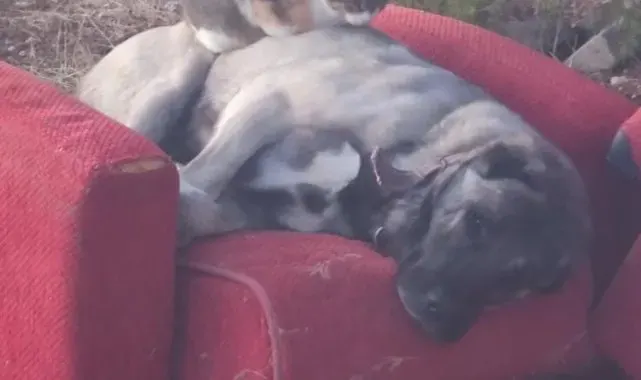 Soğuk hava ezeli düşmanları bir araya getirdi: Üşüyen kedi, köpeğin üzerinde uyudu