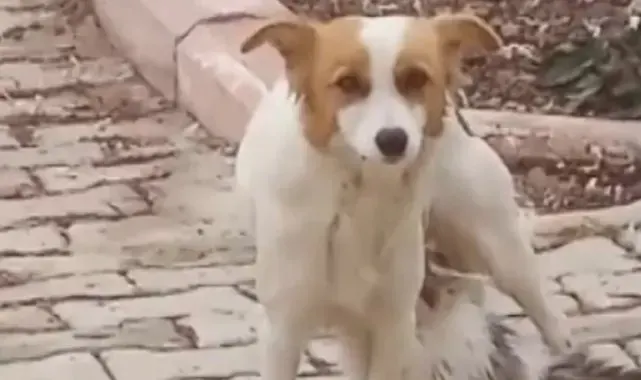 Yavru kediyi 'Çiko' isimli depremzede köpek emziriyor