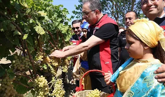Gökçeada'da üzüm hasadı
