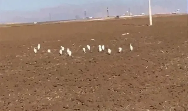 Mardin'de akbalıkçıl kuşları erken görüldü