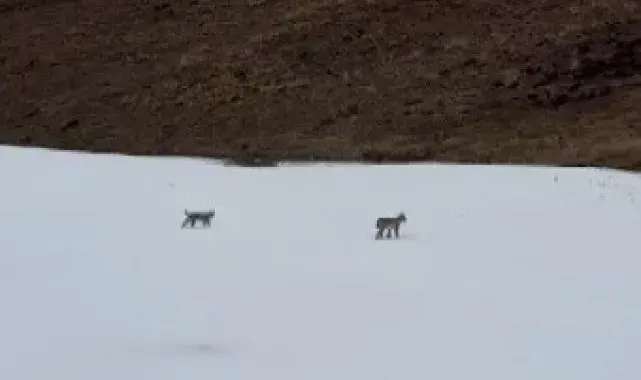 Bayburt'ta karlı arazide gezen iki vaşak görüntülendi