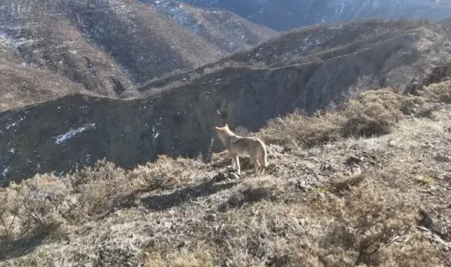Tunceli Munzur Vadisi'nde yiyecek arayan kurt dron ile görüntülendi