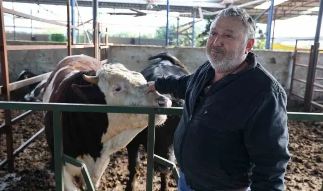 Öfkeli boğanın saldırısından sahibi canını zor kurtardı