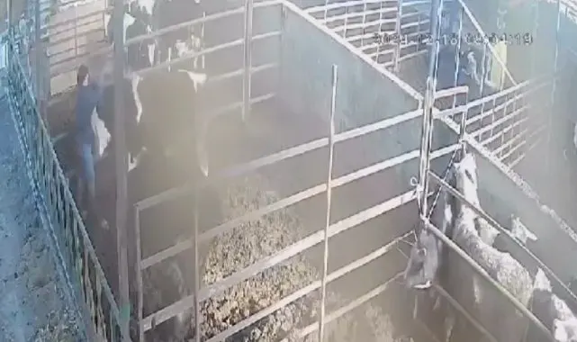 Öfkeli boğa sahibine acımadı