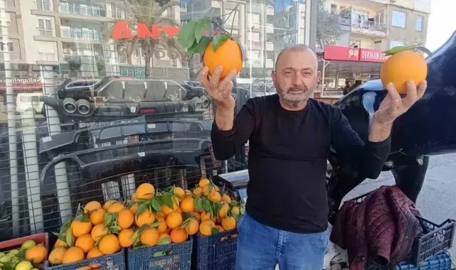 Antalya'nın dev portakalları: 3 tanesi 2 kilo geliyor