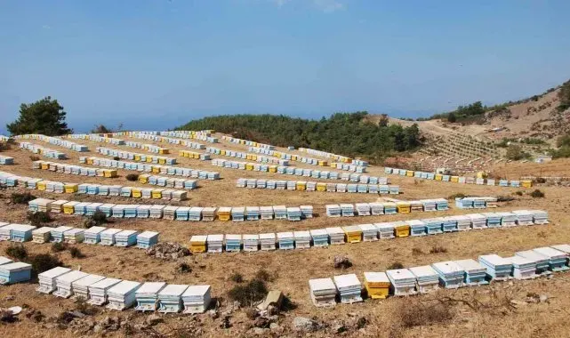 Sökeli arıcılara 6 milyon TL destek verilecek