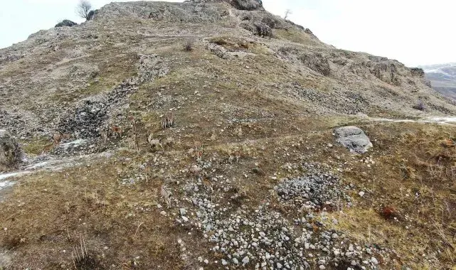 Elazığ'daki Palu Kalesi'nde dağ keçileri dronla havadan görüntülendi
