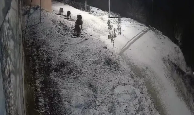 Elazığ'da yiyecek arayan domuz sürüsü kameraya yansıdı