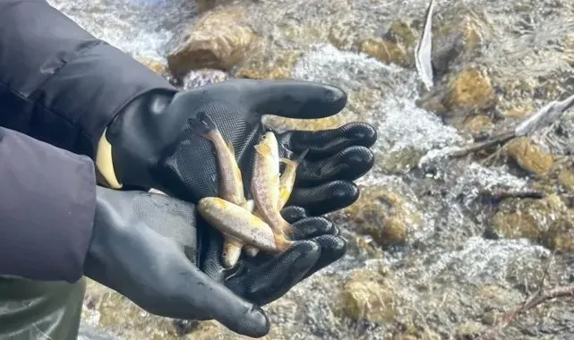 Sinop'ta biyolojik çeşitlilik envanter balıklandırma çalışmaları