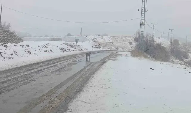 Malatya'da nesli tükenmekte olan vaşak görüldü
