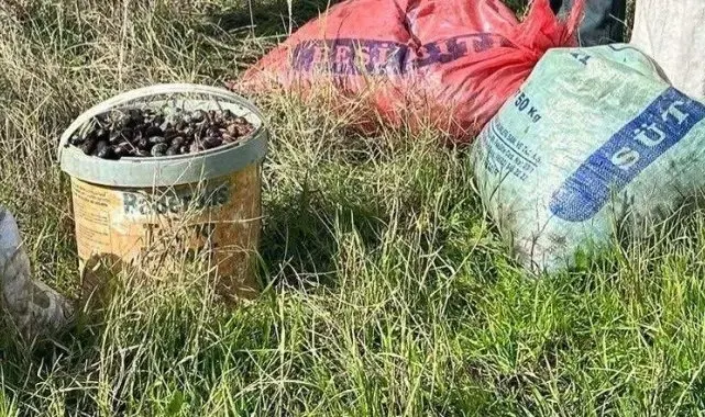 Çaldığı zeytinlerle suçüstü yakalandı