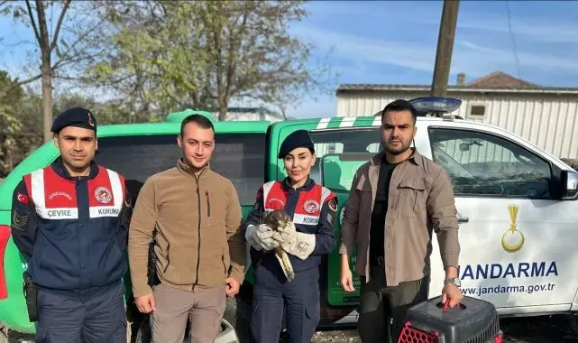 Aydın'da yaralı kızıl şahin bulundu
