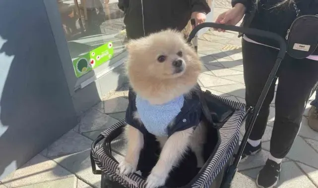 Köpeğini gezdirme arabasıyla bebek gibi dolaştırıyor