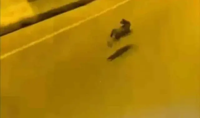 Otoyolda gördüğü tavşanla yarıştı