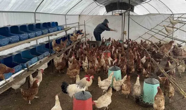 Bodrum'da sahipsiz köpekler dehşet saçtı: Binden fazla tavuk telef oldu