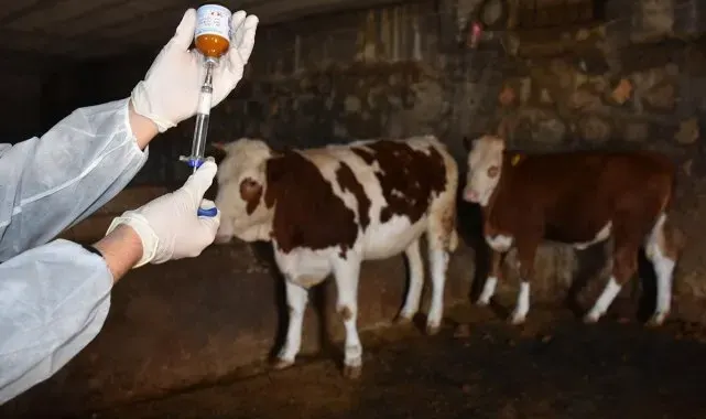 Şap hastalığıyla mücadelede aşılama kampanyası başarıyla tamamlandı