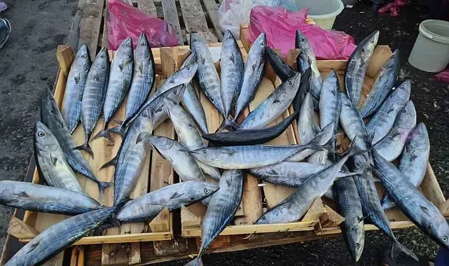 Tekirdağ'da palamut 75 TL'ye kadar düştü