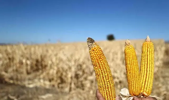 Denizli Büyükşehir mısır piyasasını canlandırmak için 61 ton alım yapacak