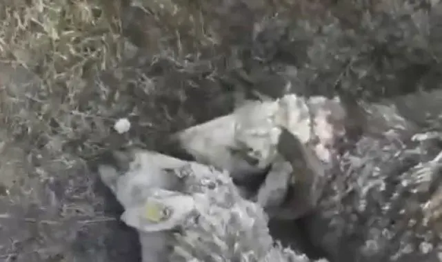 Arpaçay'da kurtlar dehşet saçtı