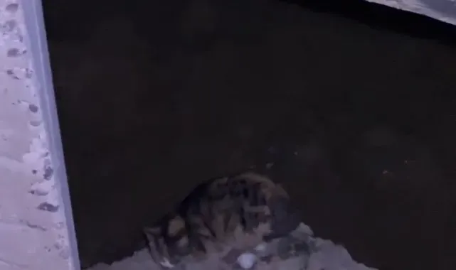 Sivas'ta köprü ayağında mahsur kalan kedi kurtarıldı