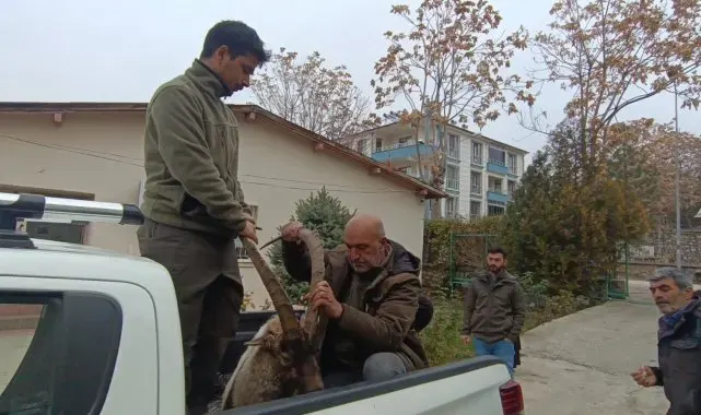 Yaralı bulunan yaban keçisinin imdadına DKMP ekipleri yetişti