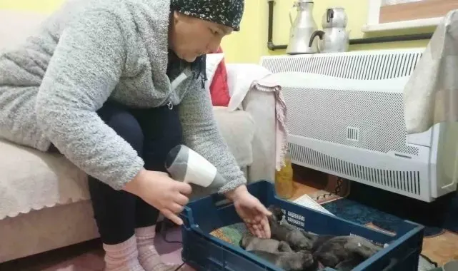 Sancaktepe'de çöp konteynerine atılmış poşet içinde 11 yavru köpek bulundu
