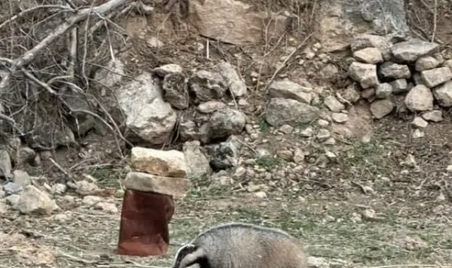 Mardin'de nesli tehdit altında olan porsuk görüldü