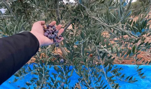 Mayıslar Mahallesi'nde soğuk havaya rağmen 300 kilo zeytin zeytin hasat edildi