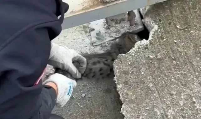 Köprü korkuluğunun altına sıkışan yavru kedinin imdadına itfaiye yetişti