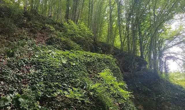 Fındık toplarken uçuruma yuvarlanan şahıs hayatını kaybetti